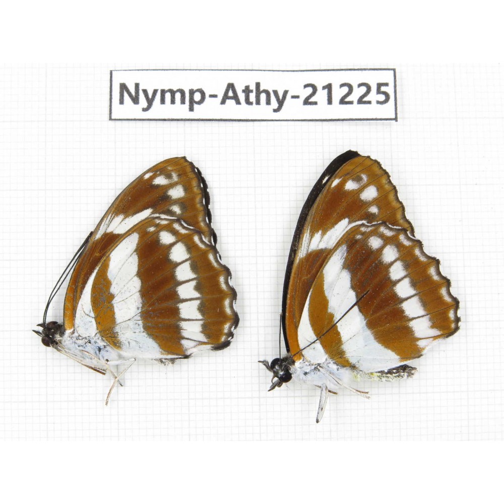 NympAthy21225